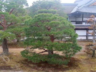 26 OCAK - 4 ŞUBAT 2026 JAPONYA KAMPI